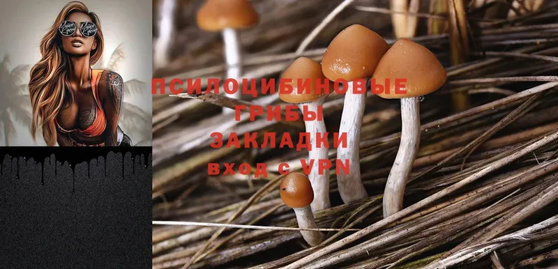 Псилоцибиновые грибы Magic Shrooms  mega маркетплейс  Заводоуковск 